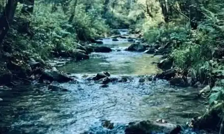 Ér – Szendőfi Balázs természetfilmjének vetítése