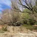 Tervezett erdőgazdálkodás a vízmű és a Camelot között